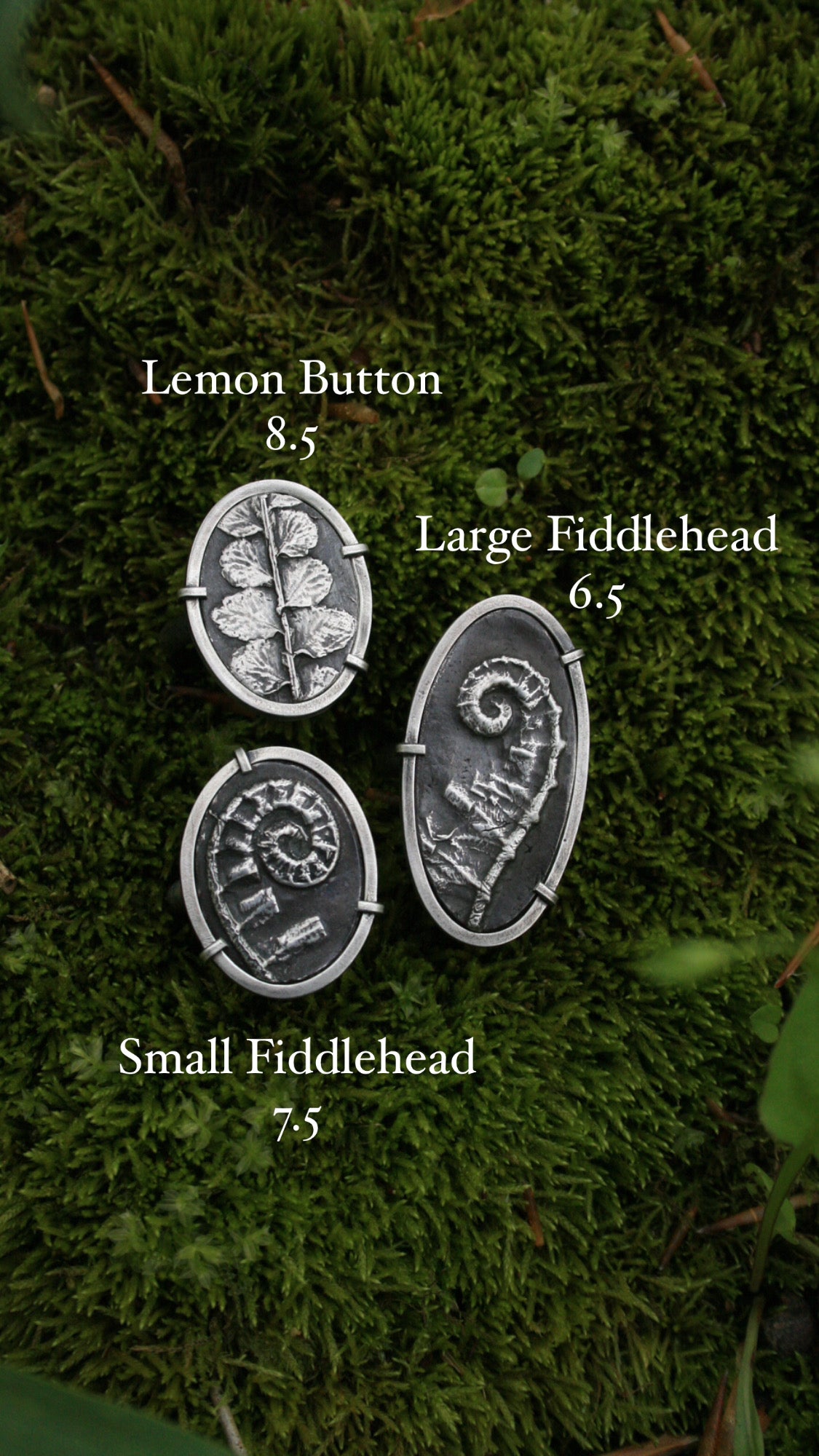 Fern Rings