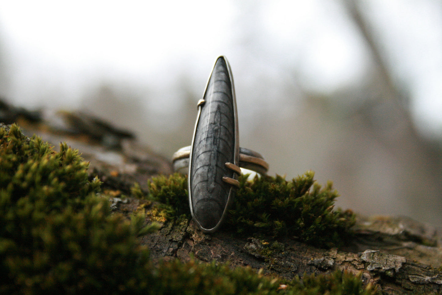 Orthoceras Ring // Size 7.75-8