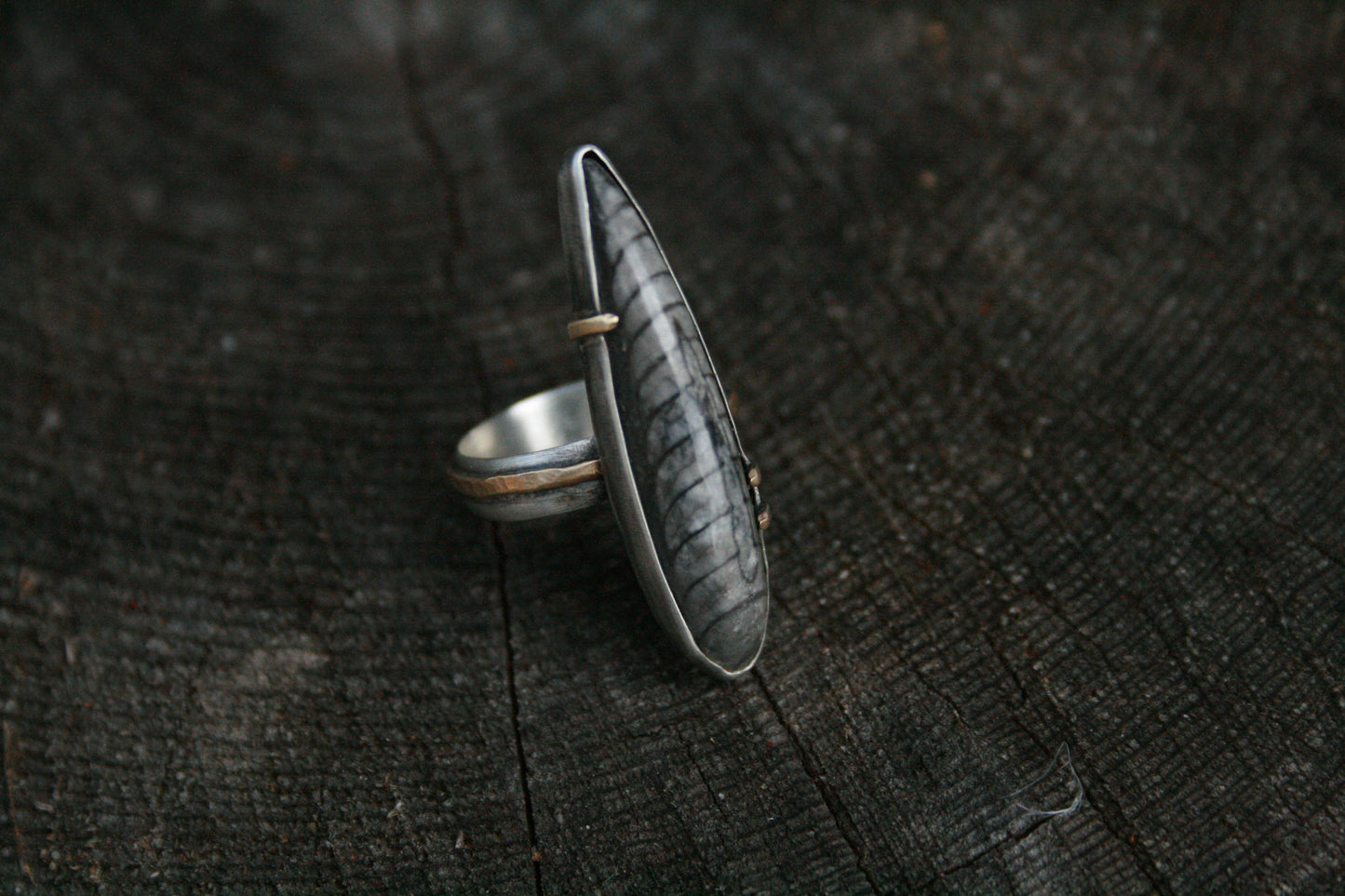 Orthoceras Ring // Size 7.75-8