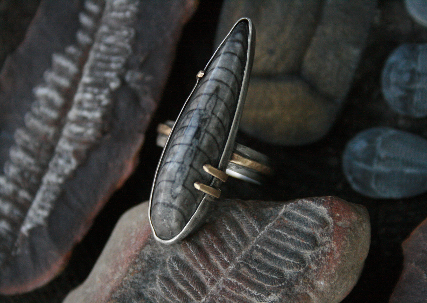 Orthoceras Ring // Size 7.75-8