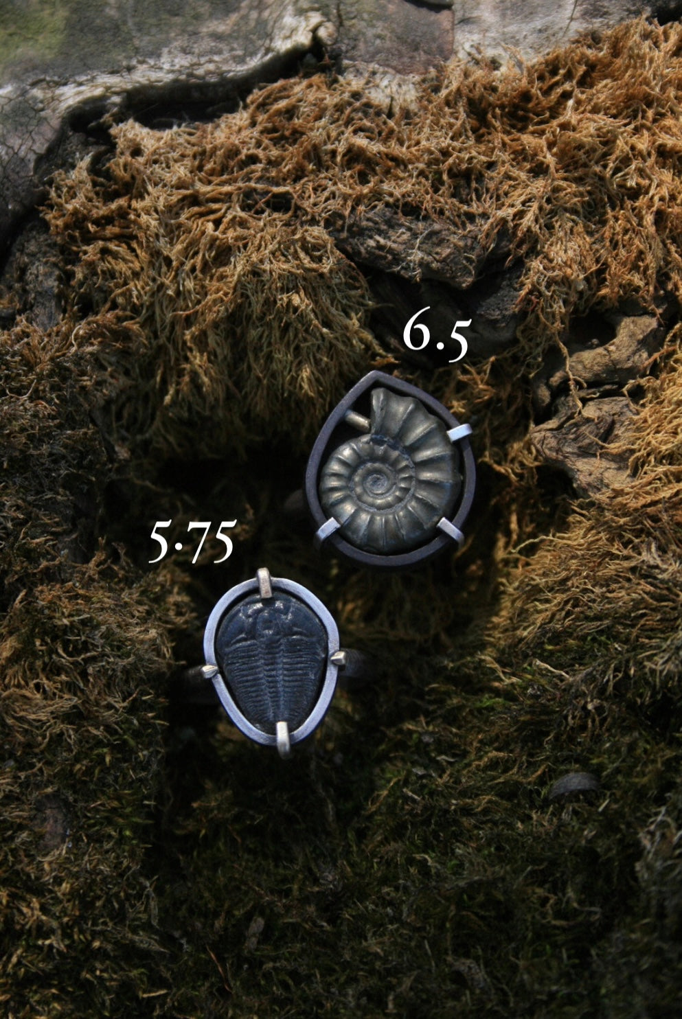 Fossil Rings