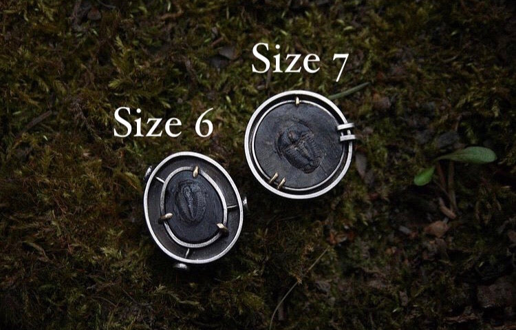 Trilobite Shadowbox Rings