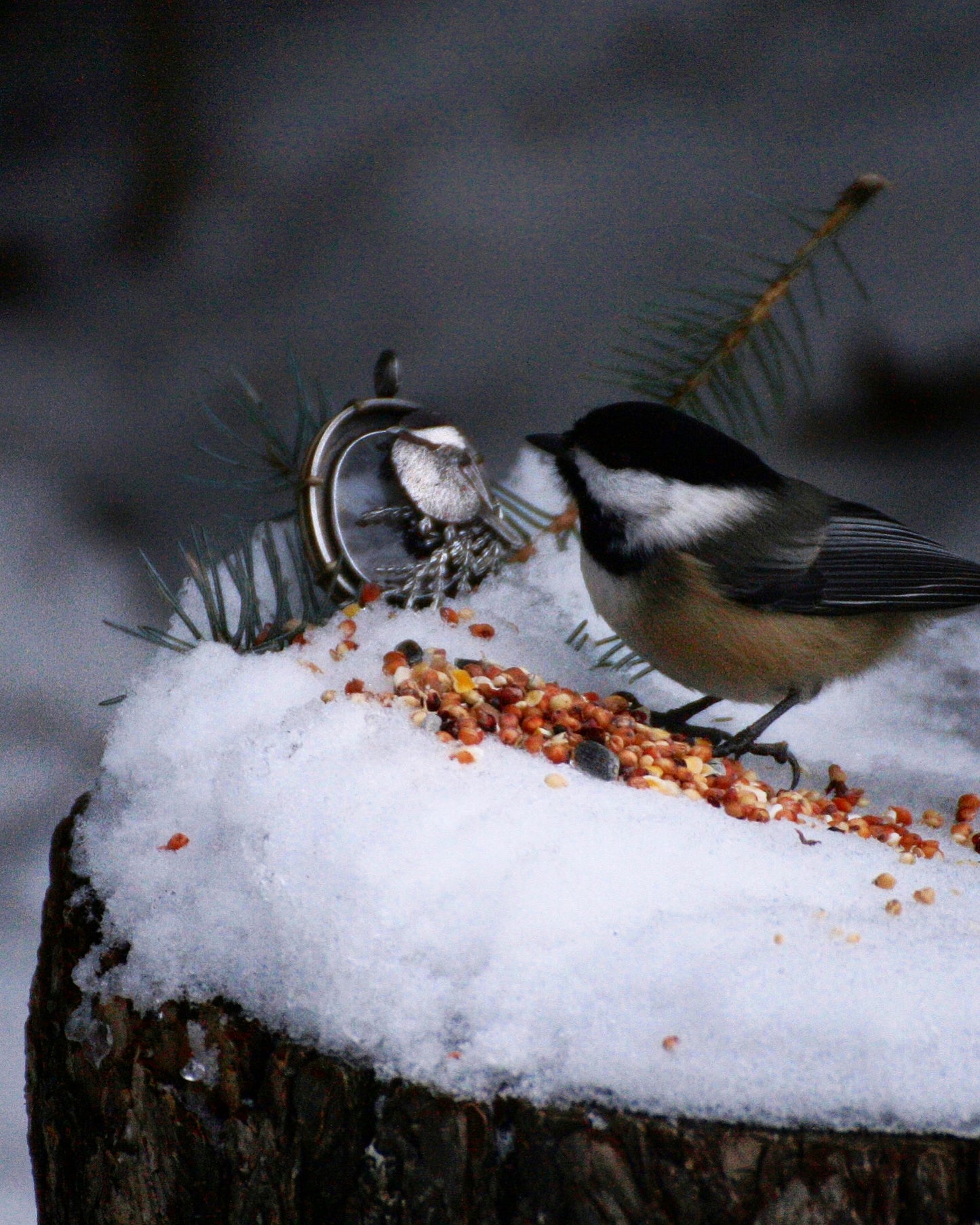 Chickadee #1