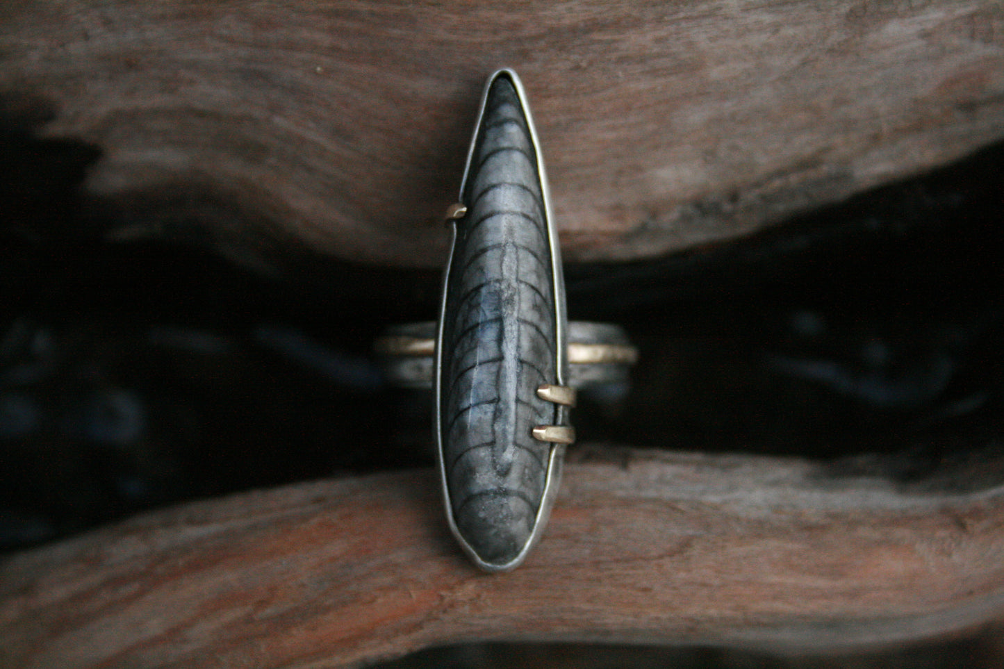 Orthoceras Ring // Size 7.75-8