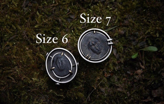 Trilobite Shadowbox Rings